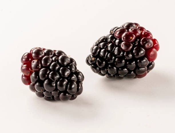 Boysenberry (mora híbrida)