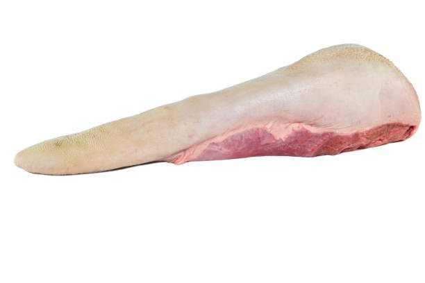 Lengua