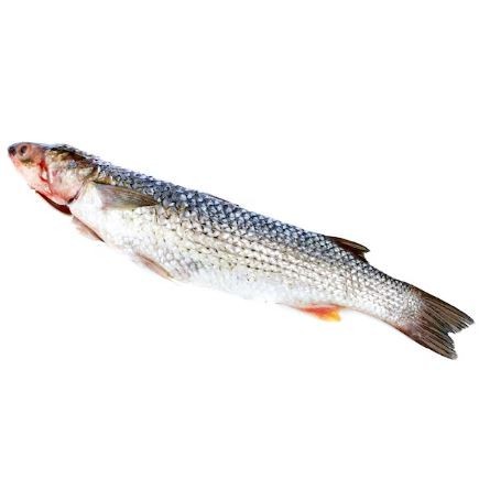 Merluza Fresca del Cantábrico 1kg